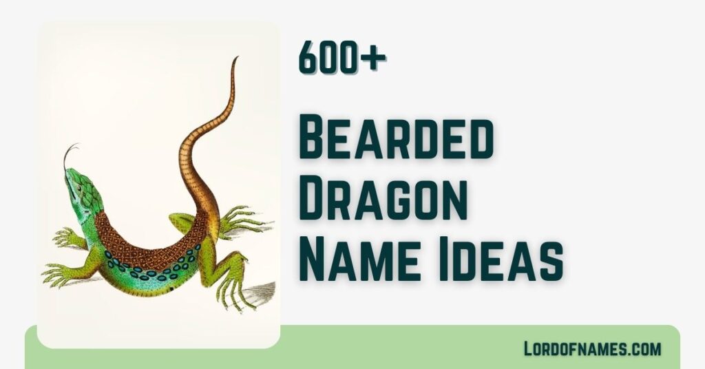 Bearded Dragon Names - LordOfNames