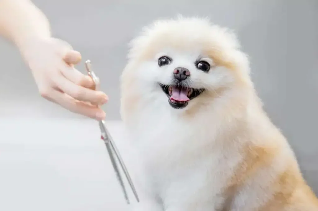 Find Pet Groomers for Happy and Healthy Pets